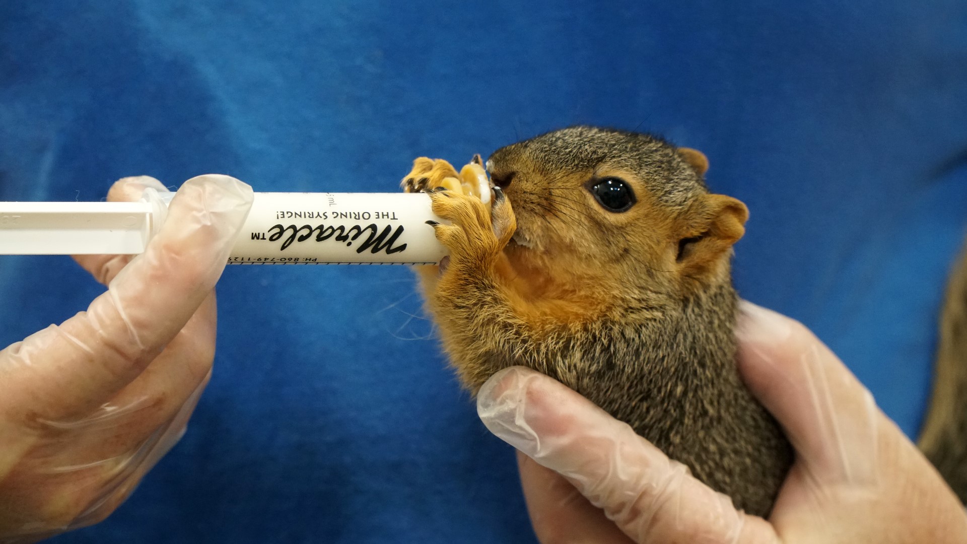 Squirrels play a pivotal role in biodiversity, water storage, and a delicate food chain.