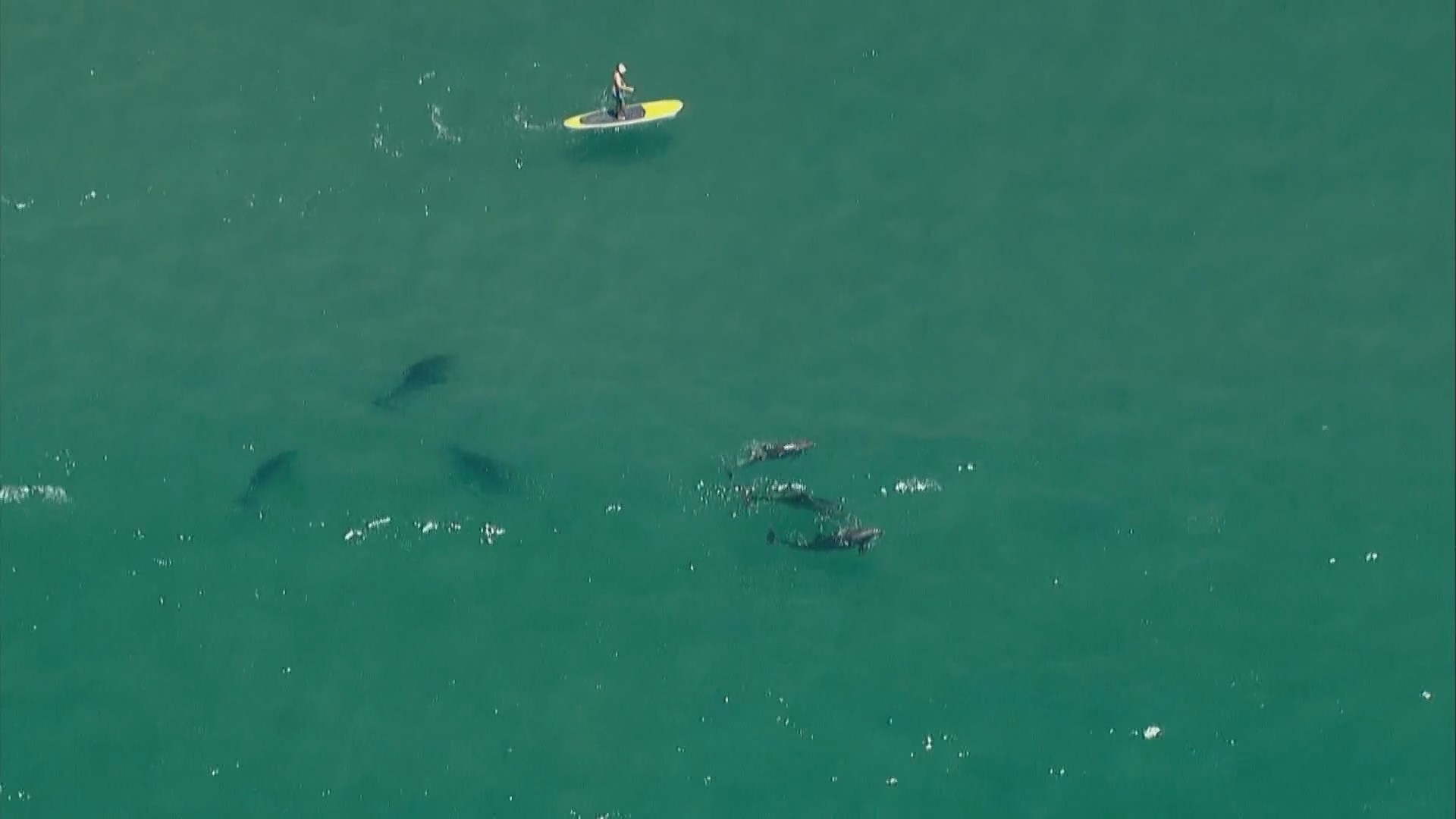 Above San Diego | Chopper 8 shows dolphins and sharks off of Torrey ...