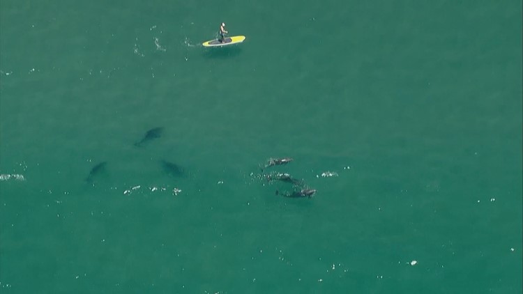 Above San Diego | Chopper 8 shows dolphins and sharks off of Torrey Pines