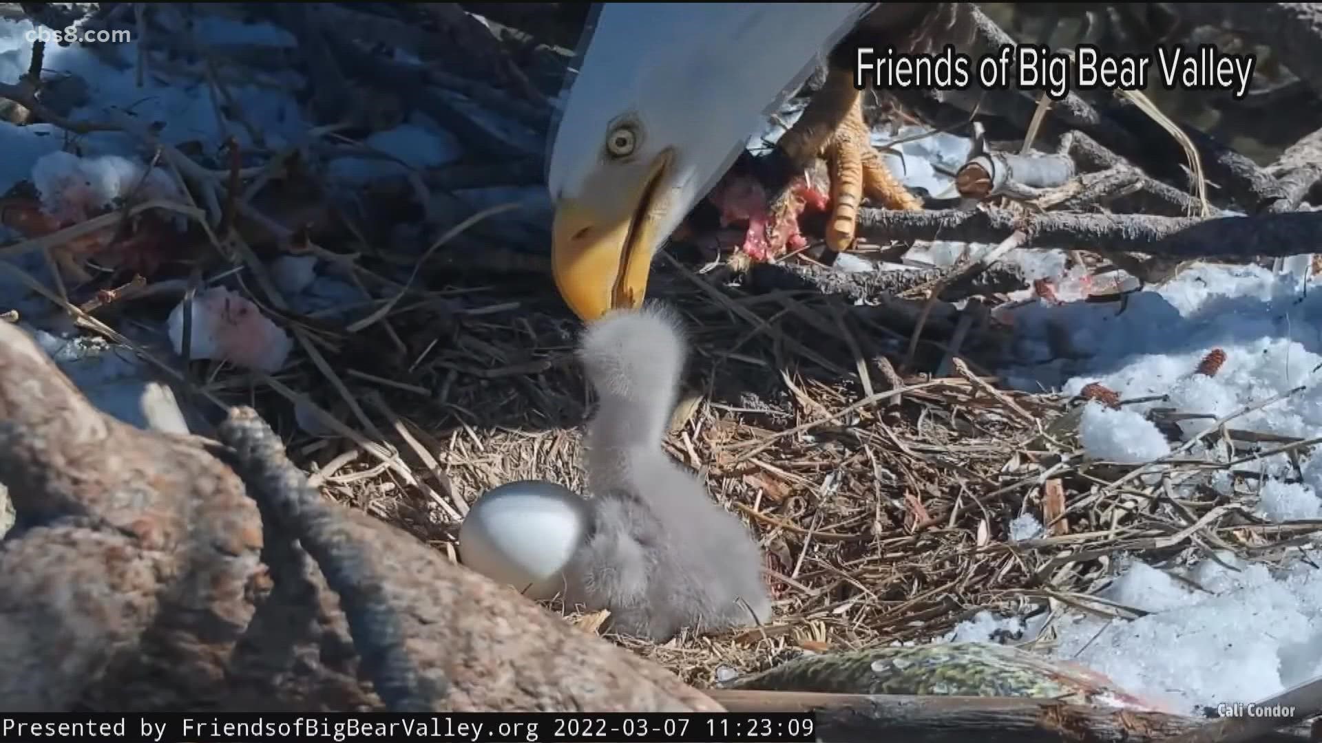 Jackie and Shadow, two eagles who have been nesting in the Big Bear area for over five years have recently had a chick hatch.