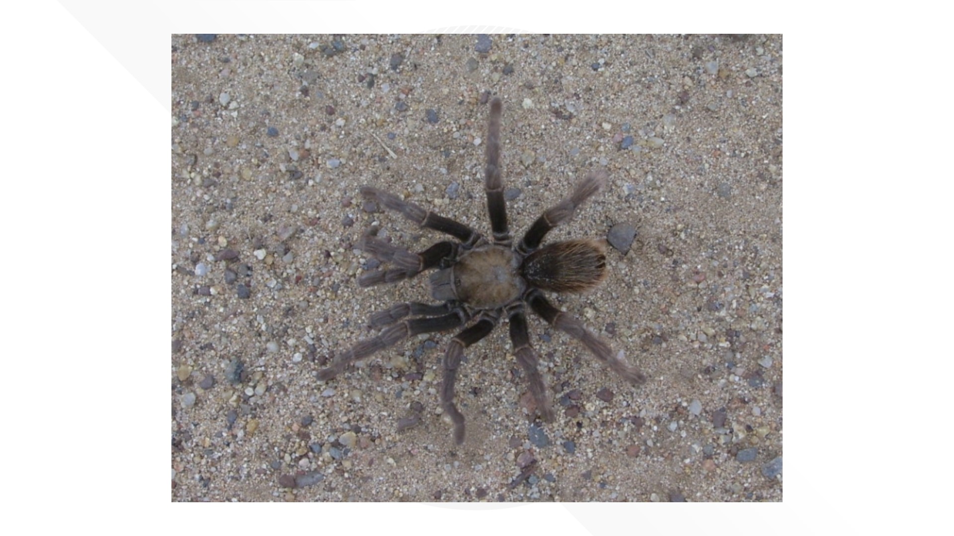 Why People In San Diego May See Thousands Of Roaming Tarantulas | Cbs8.com