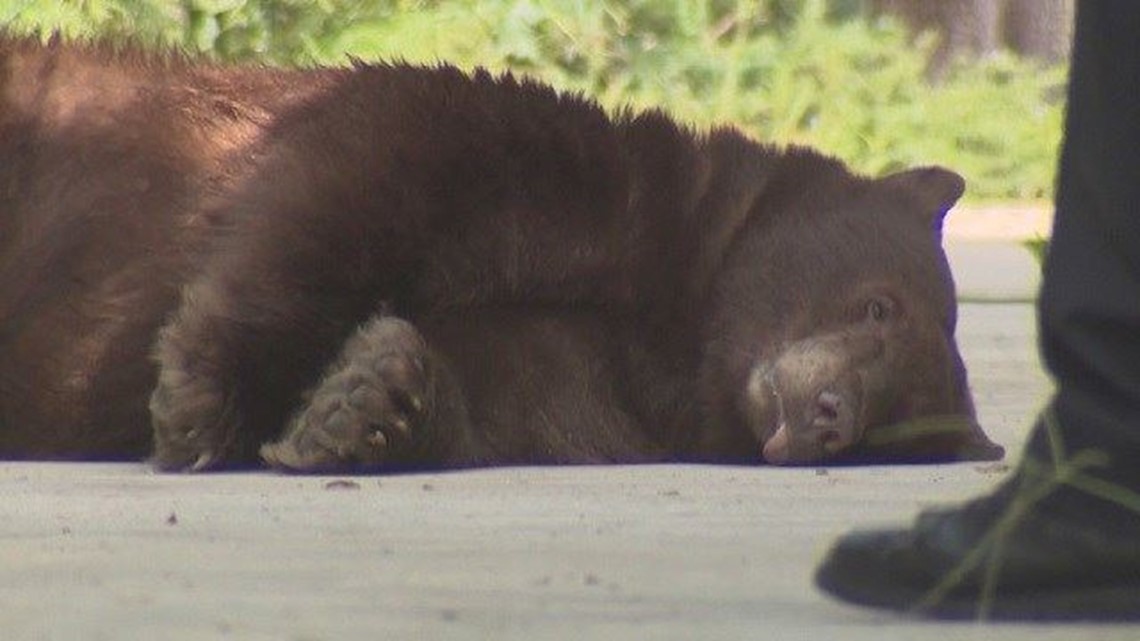 Bear wanders into backyard of Arcadia home