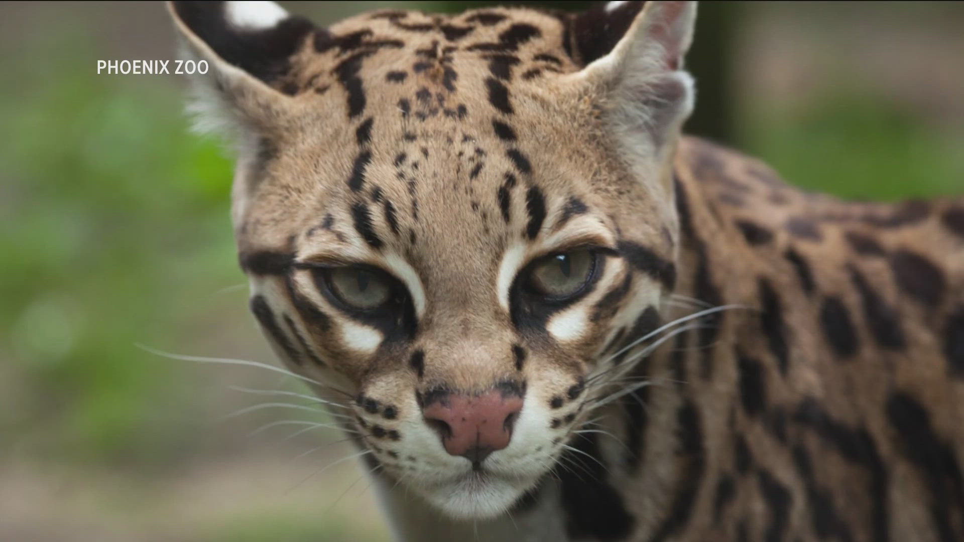 Ocelots are small cats that have been listed as endangered in the United States since 1972.