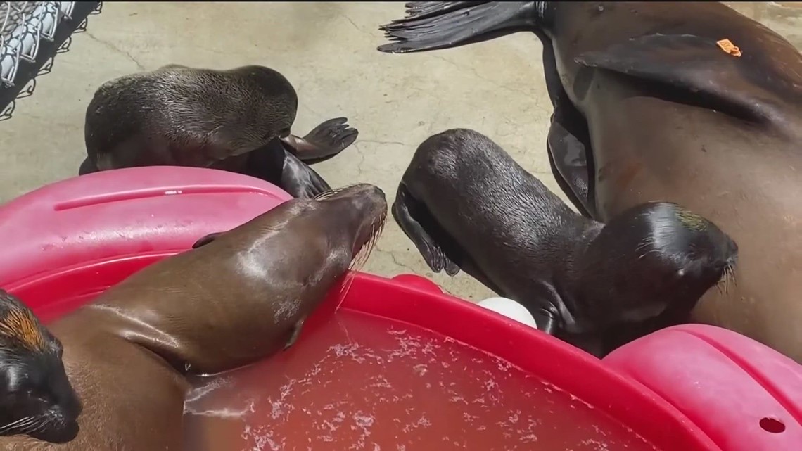 Rescued sea lion known for roaming San Diego dies, SeaWorld announces, San  Diego