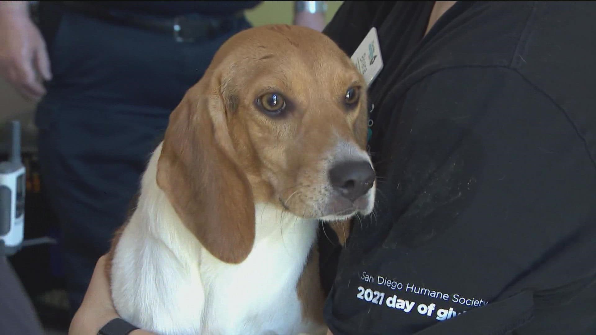 More than a hundred beagles are with the San Diego Humane Society, after being rescued from inhumane living conditions.