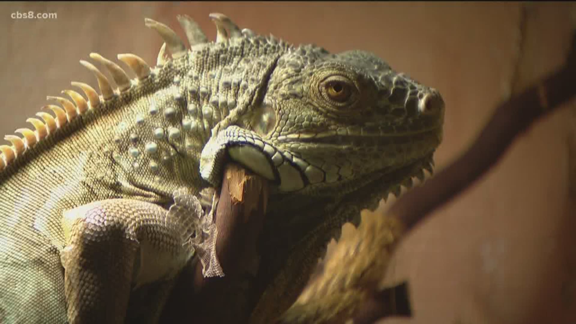 There is a lizard on the loose in the North County. The monitor lizard has been spotted in an Escondido neighborhood several times over the past year. As News 8's photojournalist Tim Blodgett tells us, it is a big enough to potentially cause some problems for pets.