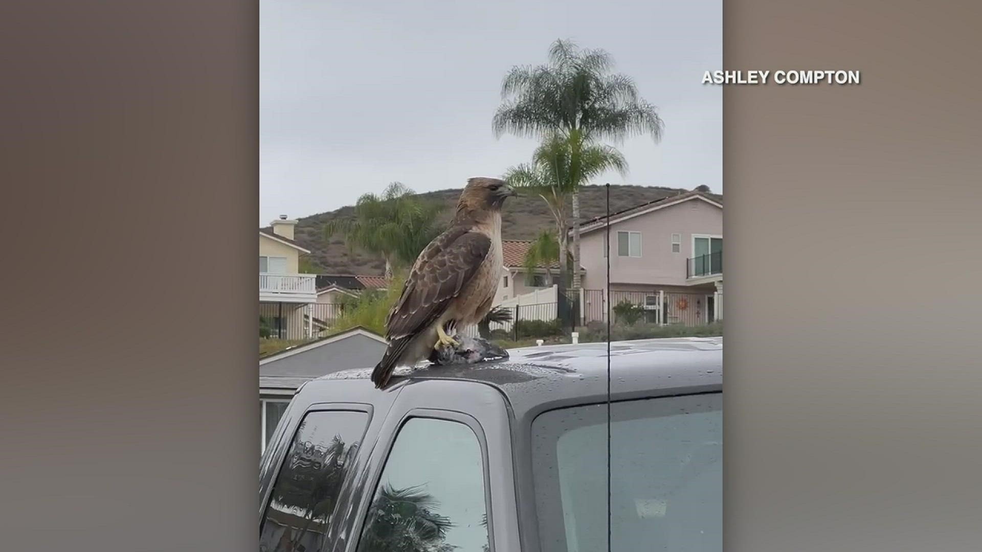A Santee woman came face-to-face with a Red-tailed Hawk perched on top of a truck with a pigeon gripped in its talons.