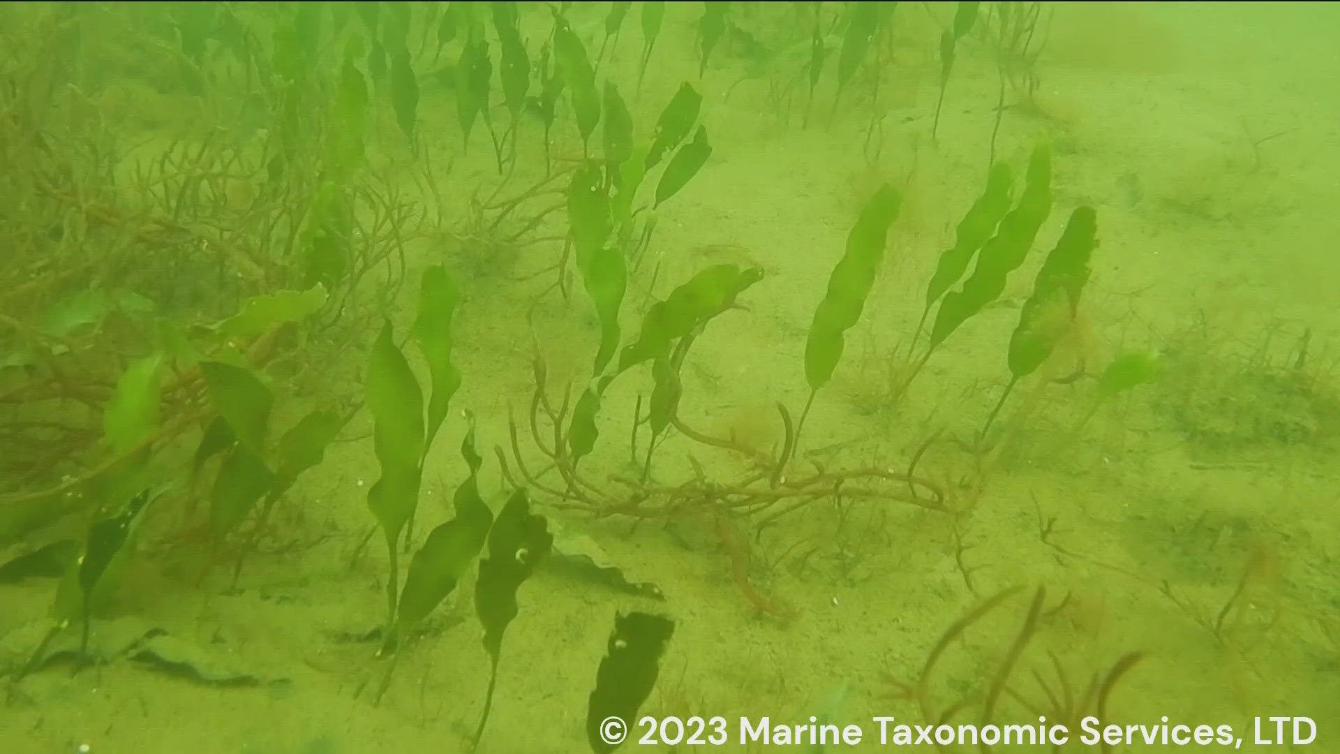 The algae, Caulerpa prolifera, was discovered in the bay in September 2023 and additional patches have been found near Coronado Cays.