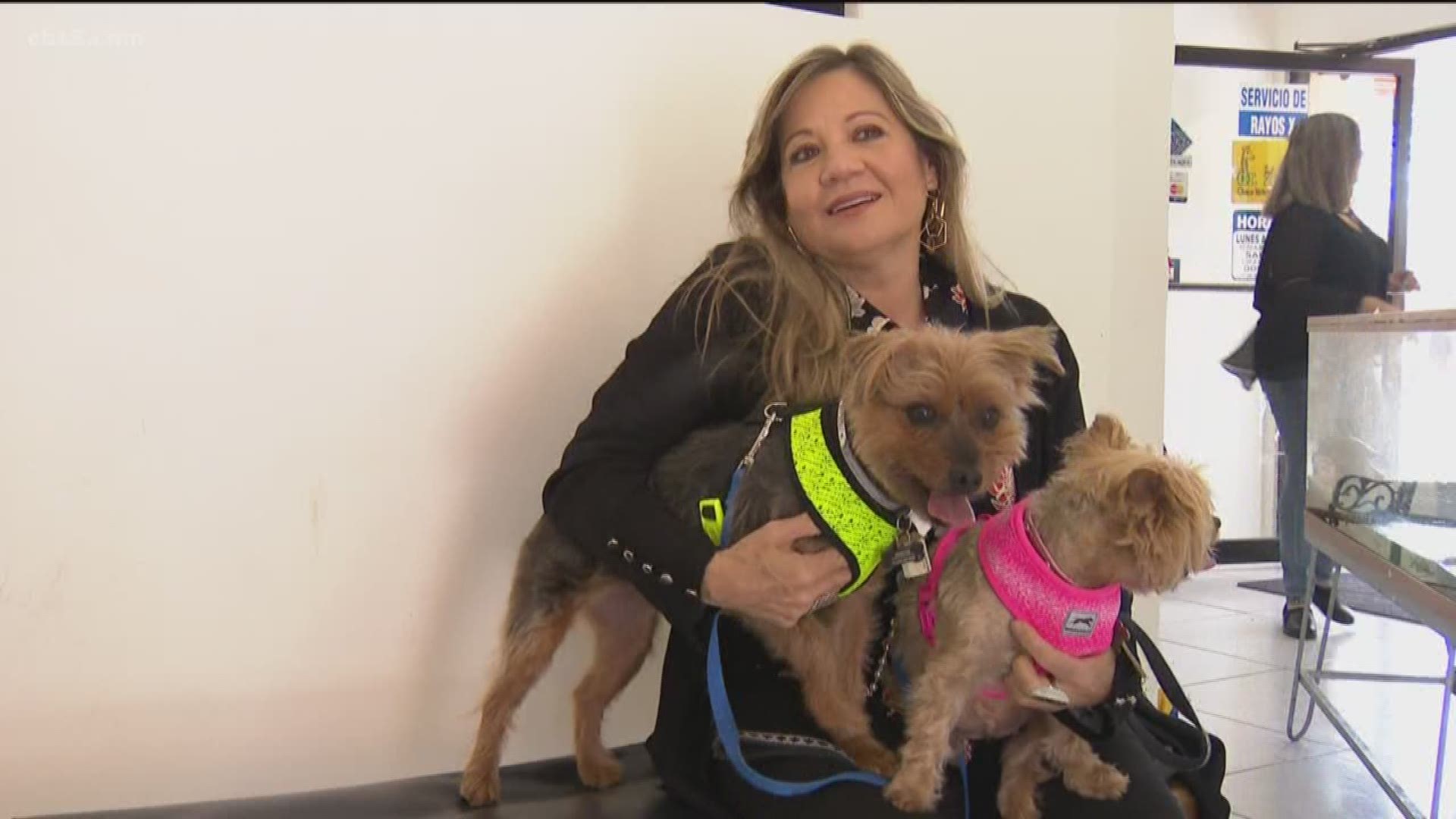 Not everything having to do with the Mexican border is political in nature. News 8’s John Howard took a trip beyond the border to see how San Diego County residents are crossing into Mexico to save money on veterinarian care.