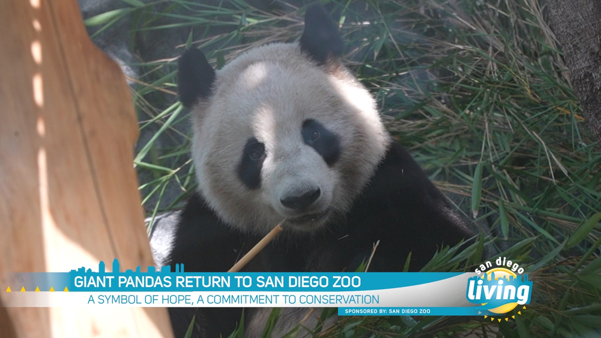 A Symbol of Hope, a Commitment to Conservation | Sponsored by San Diego Zoo