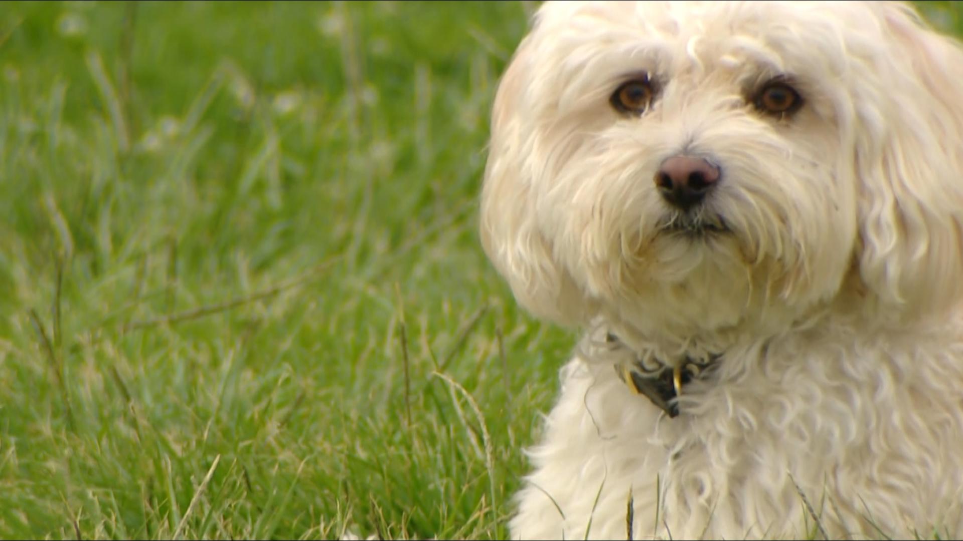 A Grand Jury report is raising questions about how San Diego is enforcing its leash laws, focusing on the city’s agreement with the San Diego Humane Society.