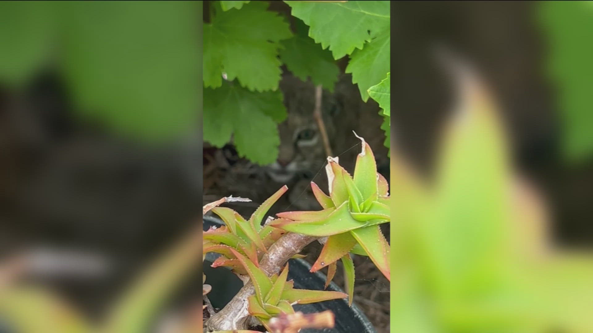 A bobcat was spotted near Peñasquitos Canyon Preserve. The up close encounter with the animal was caught on camera.