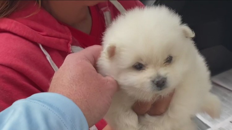 Community outraged over sale of puppies in front of Spring Valley Swap Meet