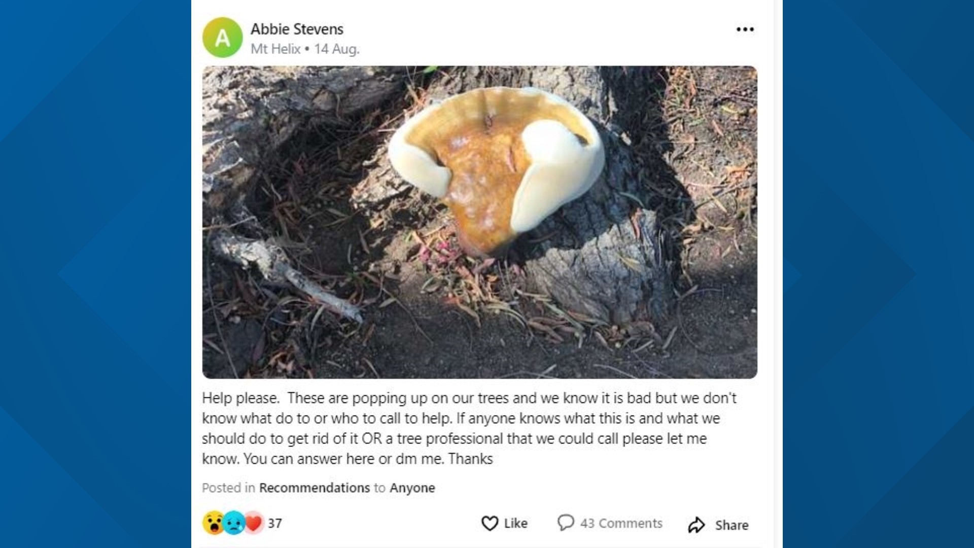 Here's what the mysterious mushroom in San Diego are | cbs8.com