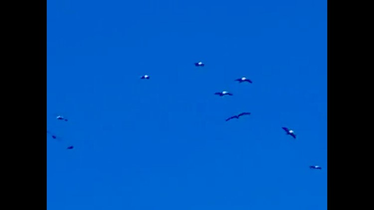 La Jolla hundred pelicans