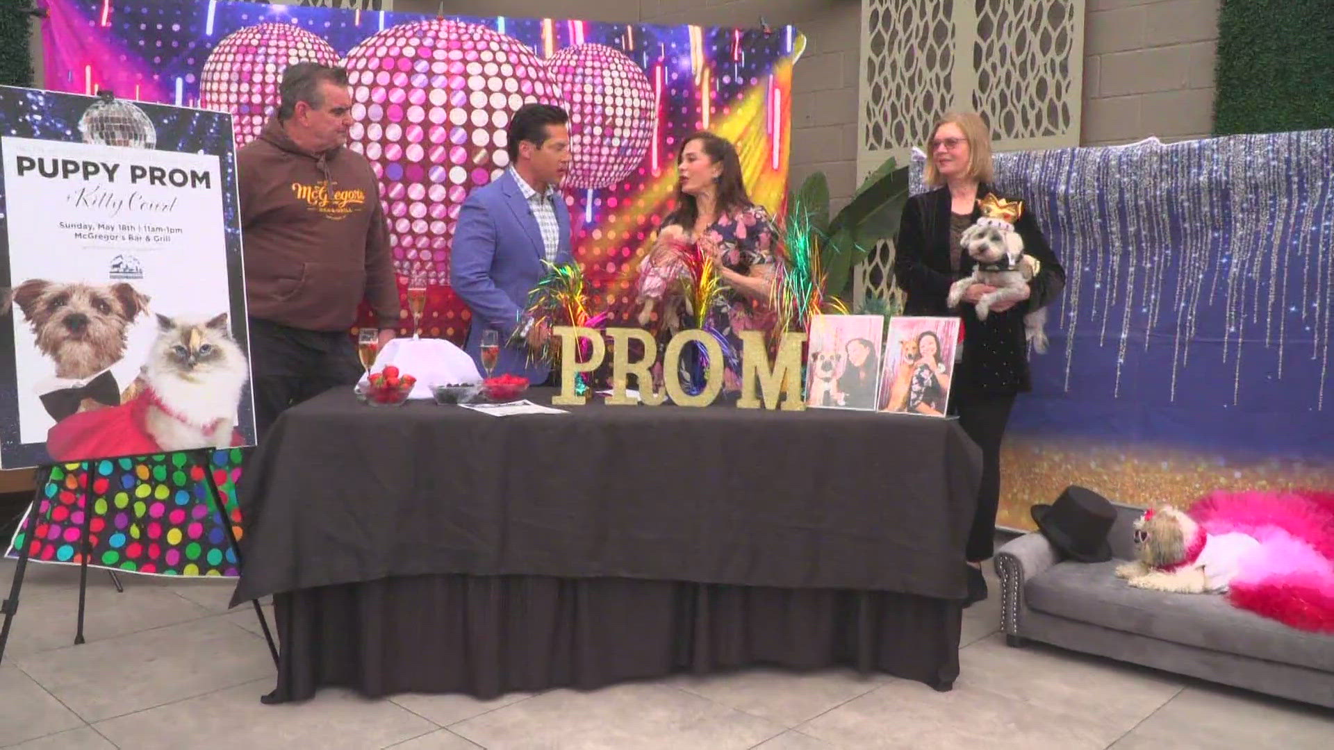 At the event, pets can take photos against prom backdrops and stroll the catwalk for the chance to be crowned “Best Dressed Prom King and Queen.” 