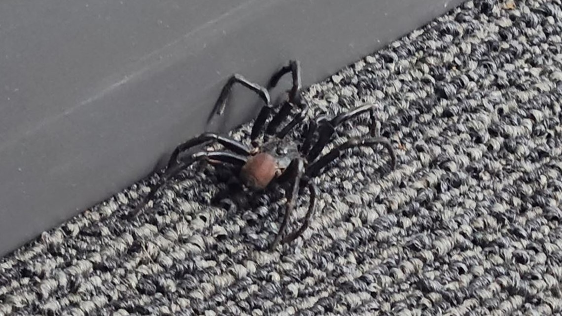 What are these 'trapdoor spiders' spotted around San Diego?