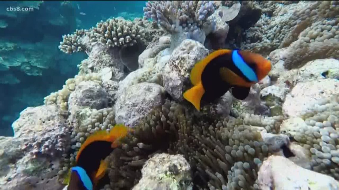 Scientists warn that climate change could take out coral reefs - CBS News 8
