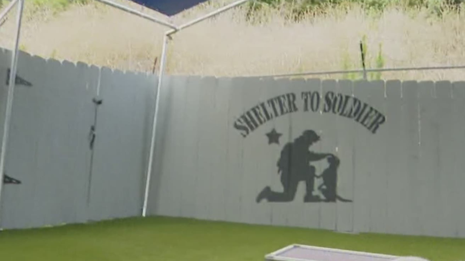 Shelter to Soldier rescues dogs from shelters, pairs them with veterans in need, and then gives them both the training to succeed.