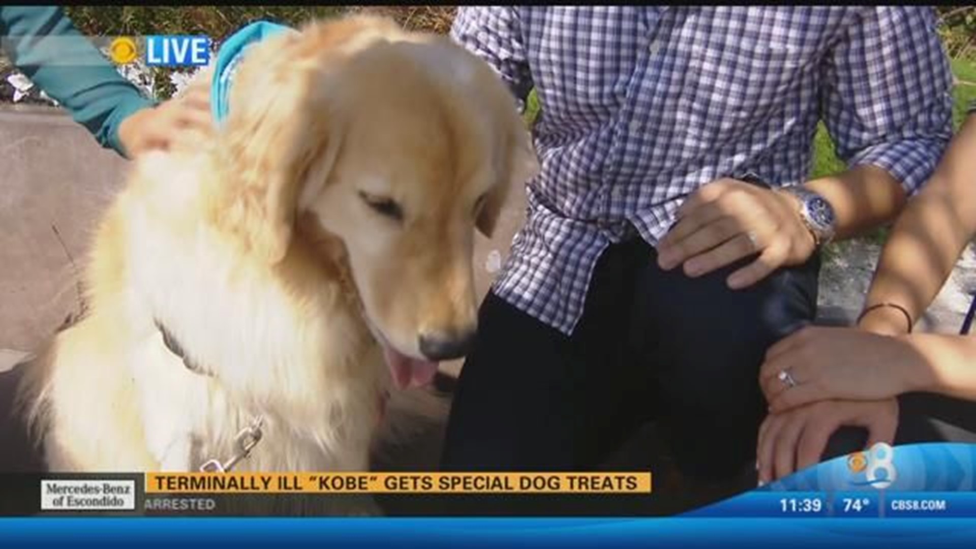 Terminally ill Kobe the golden retriever gets special dog treats 