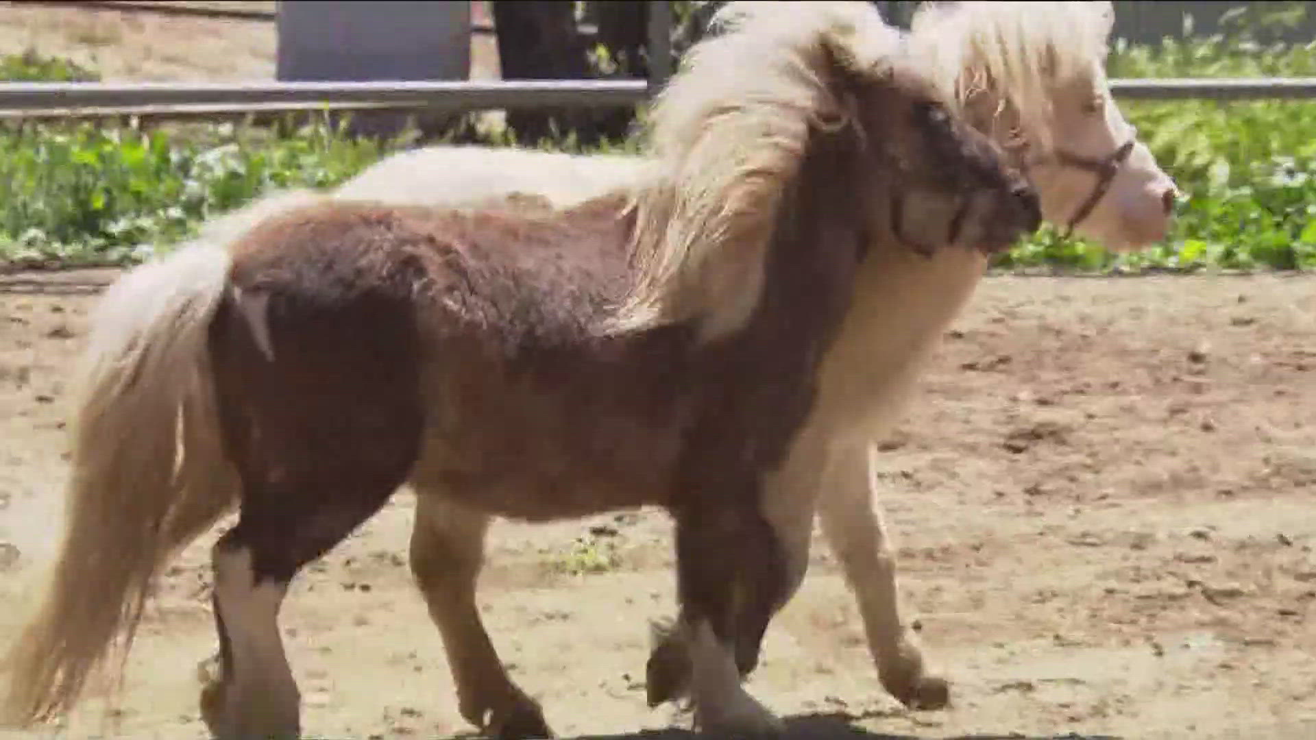 Students with special needs learned hands-on life skills at a ranch in Descanso on Thursday. 