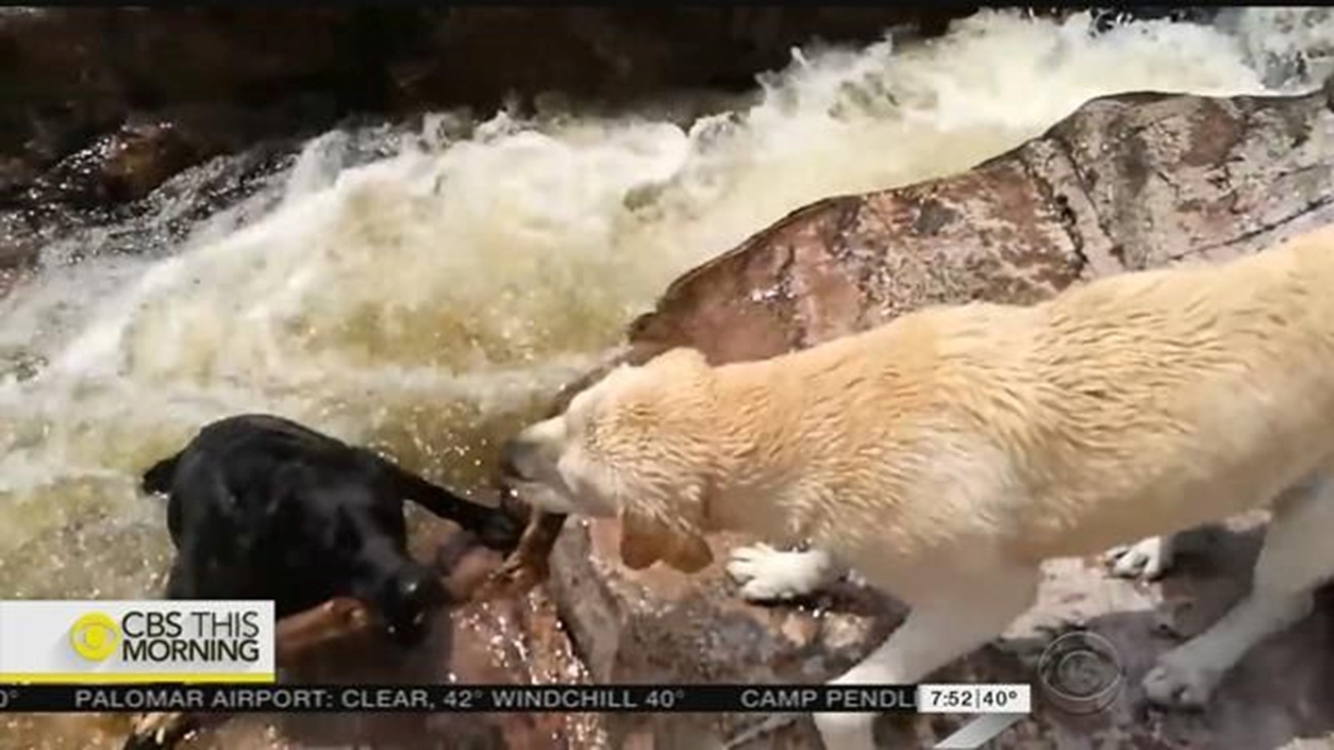 Brave dog saves his pal from fast-flowing river | cbs8.com