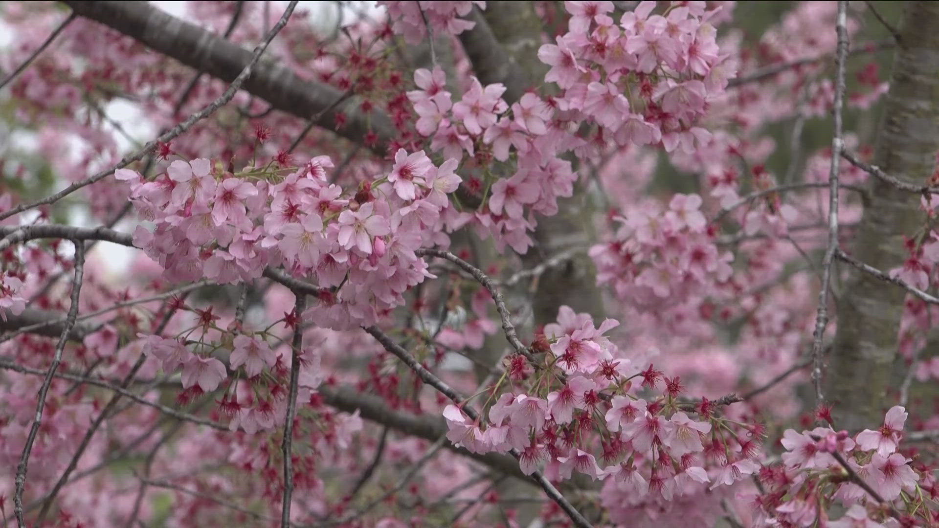 The Cherry Blossom Festival in Balboa Park is drawing large crowds despite San Diego's weather.