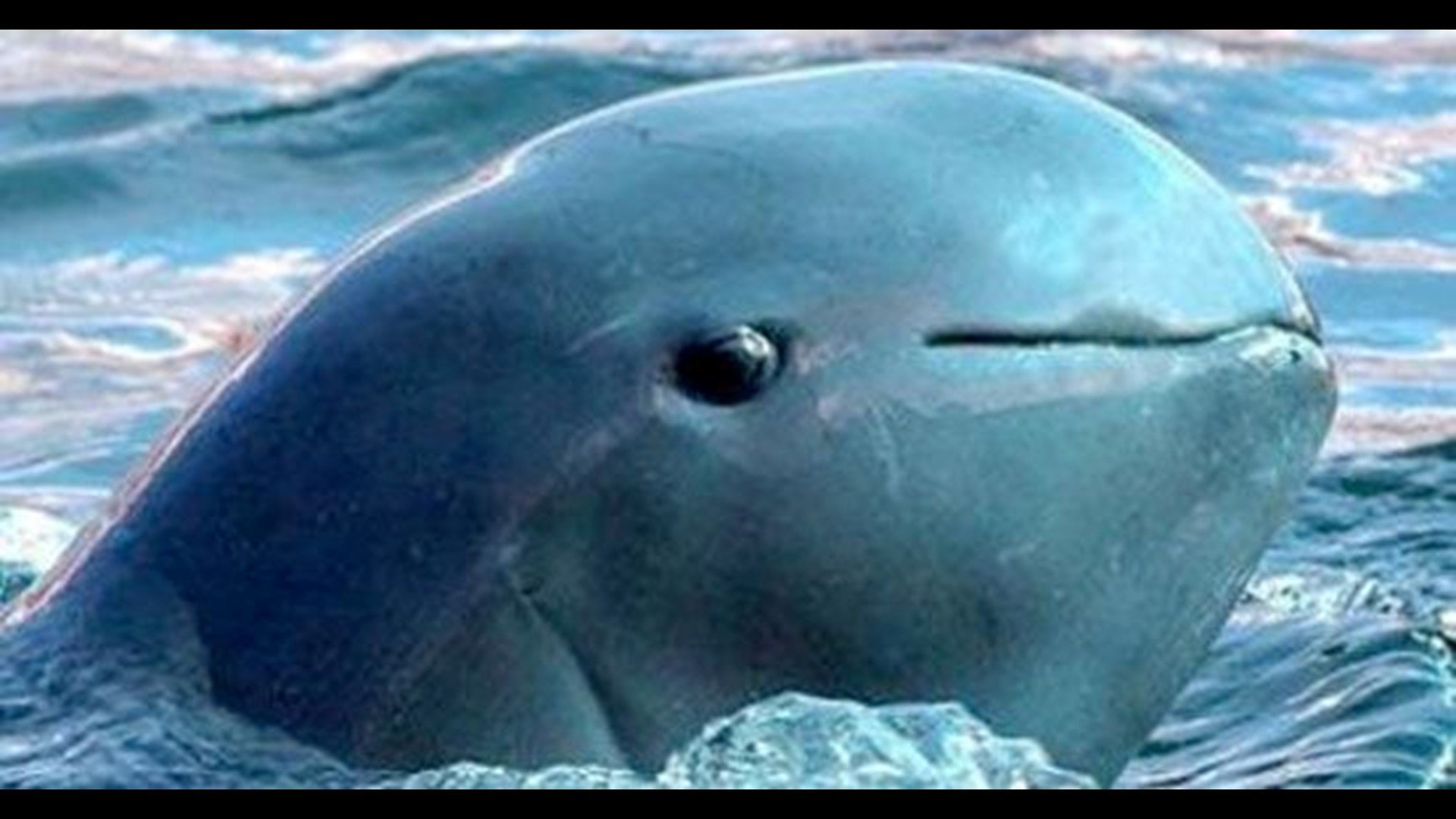 San Diego Zoo saves viable cells from endangered Vaquita Porpoise