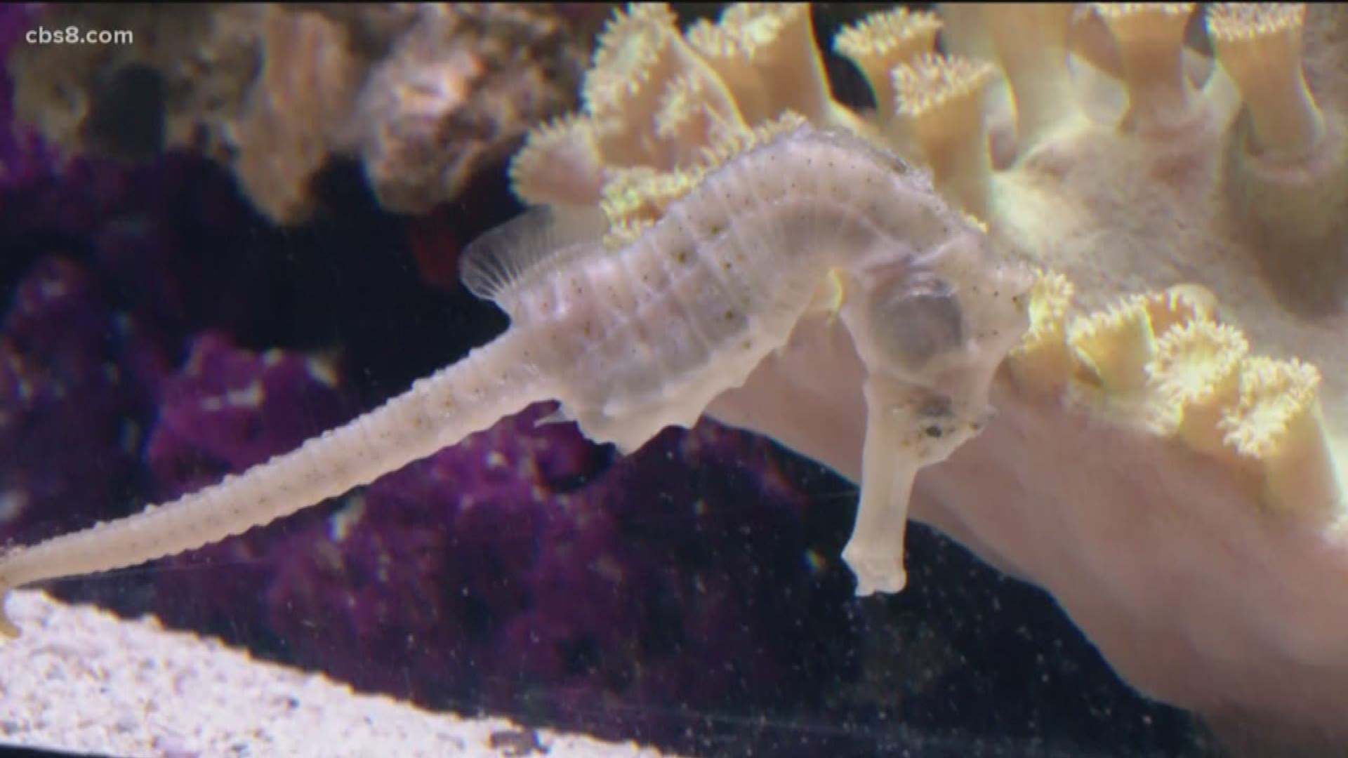 A new exhibit at Birch Aquarium at Scripps is giving guests a look at some of the most unique creatures in the ocean.