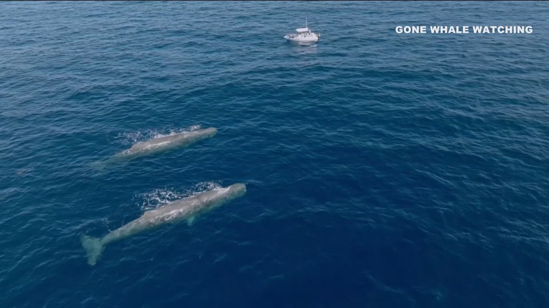Rare sperm whales spotted off San Diego coast | cbs8.com