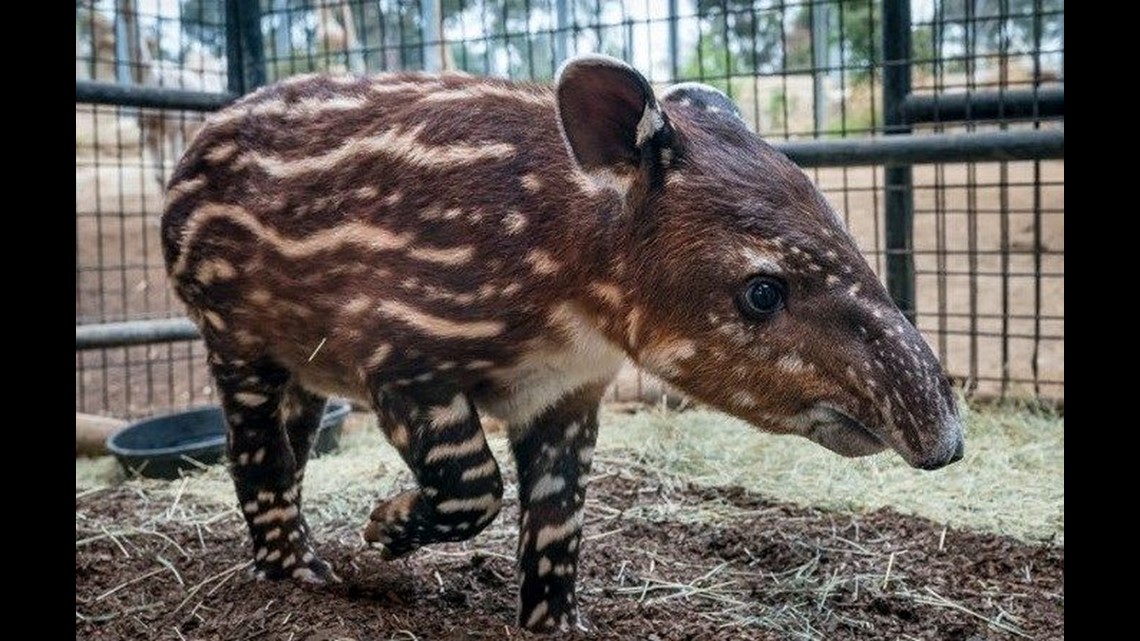 Baird's Tapir calf with watermelon-like coat being fed at San Diego Zoo ...