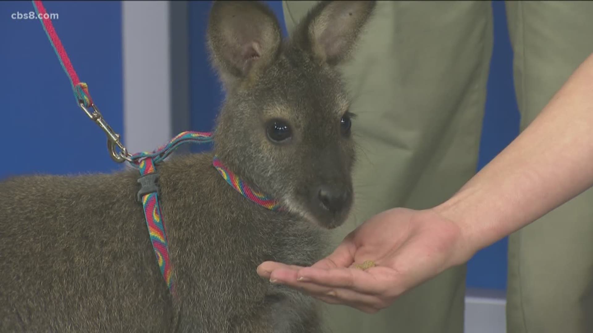 This full-grown, 30-pound wallaby is too cute for words!