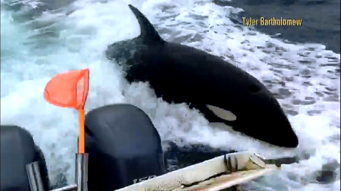 WATCH: More footage of orca pod spotted off Coronado Islands | cbs8.com