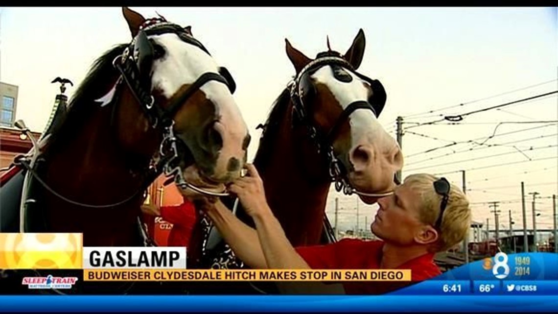 Budweiser Clydesdale hitch makes stop in San Diego