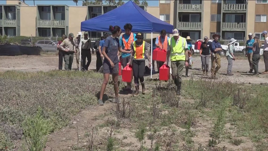 Endangered species of birds released in Mission Bay - Vimarsana News