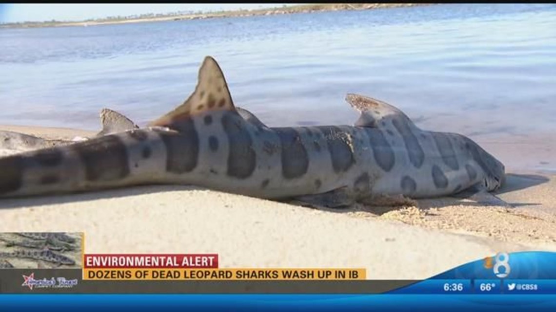 Dozens of dead leopard sharks wash up in IB | cbs8.com