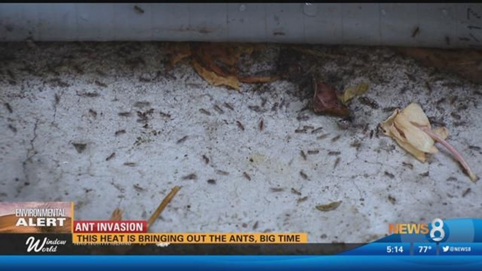 Ant Invasion The heat is bringing out the ants, big time