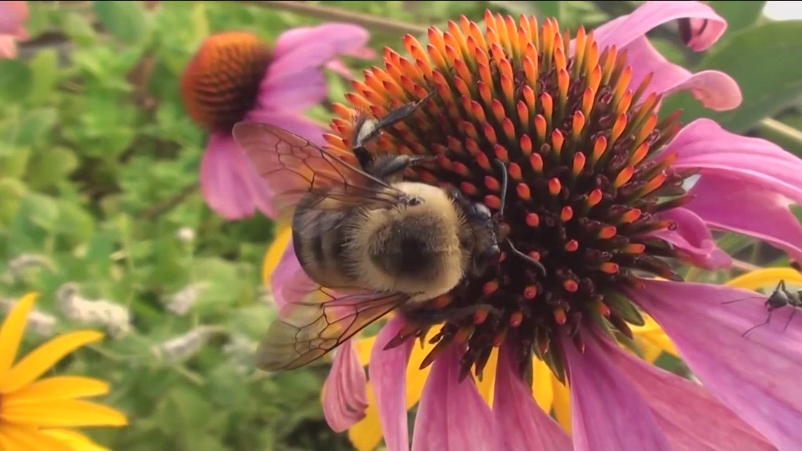 Bee populations are on the rebound after record rain during San Diego’s winter