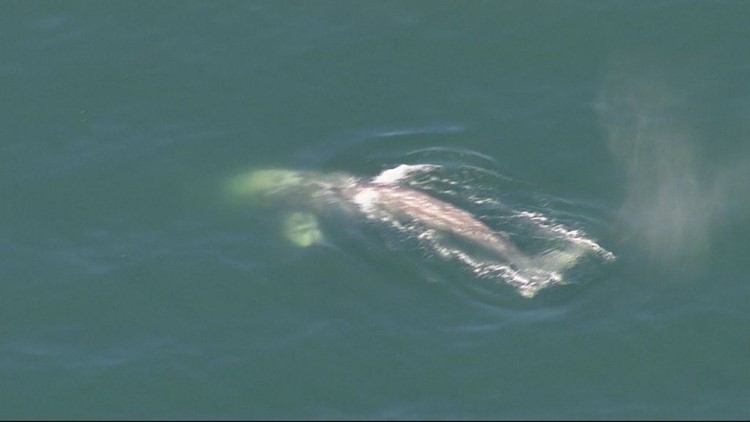 Whale spotted in San Diego Bay near Shelter Island | cbs8.com