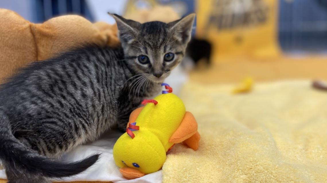 SD Humane Society has Padres cure for Baseball Blues