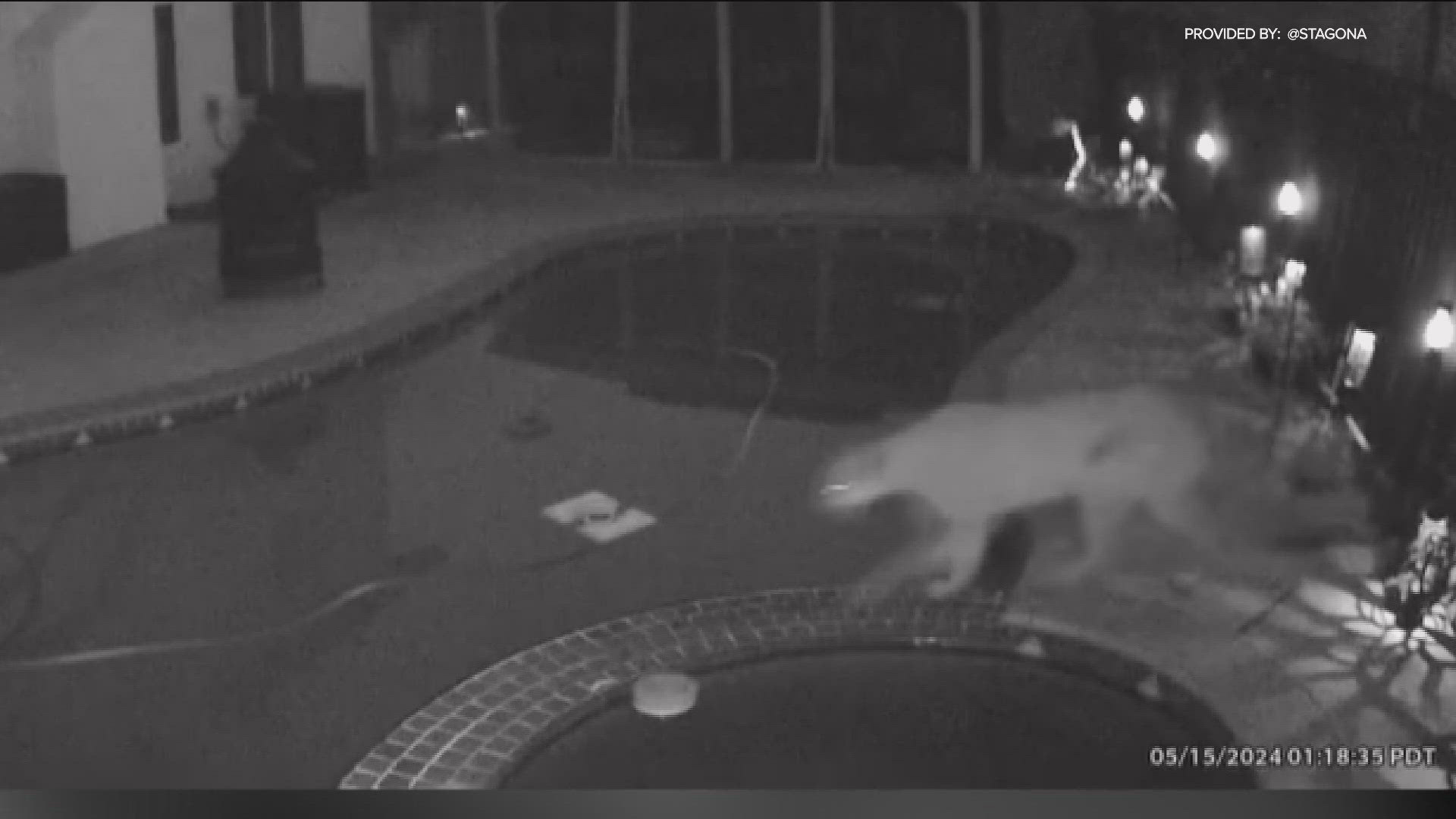 Video shows an adult mountain lion jumping the fence and strolling through the backyard pool area after midnight.