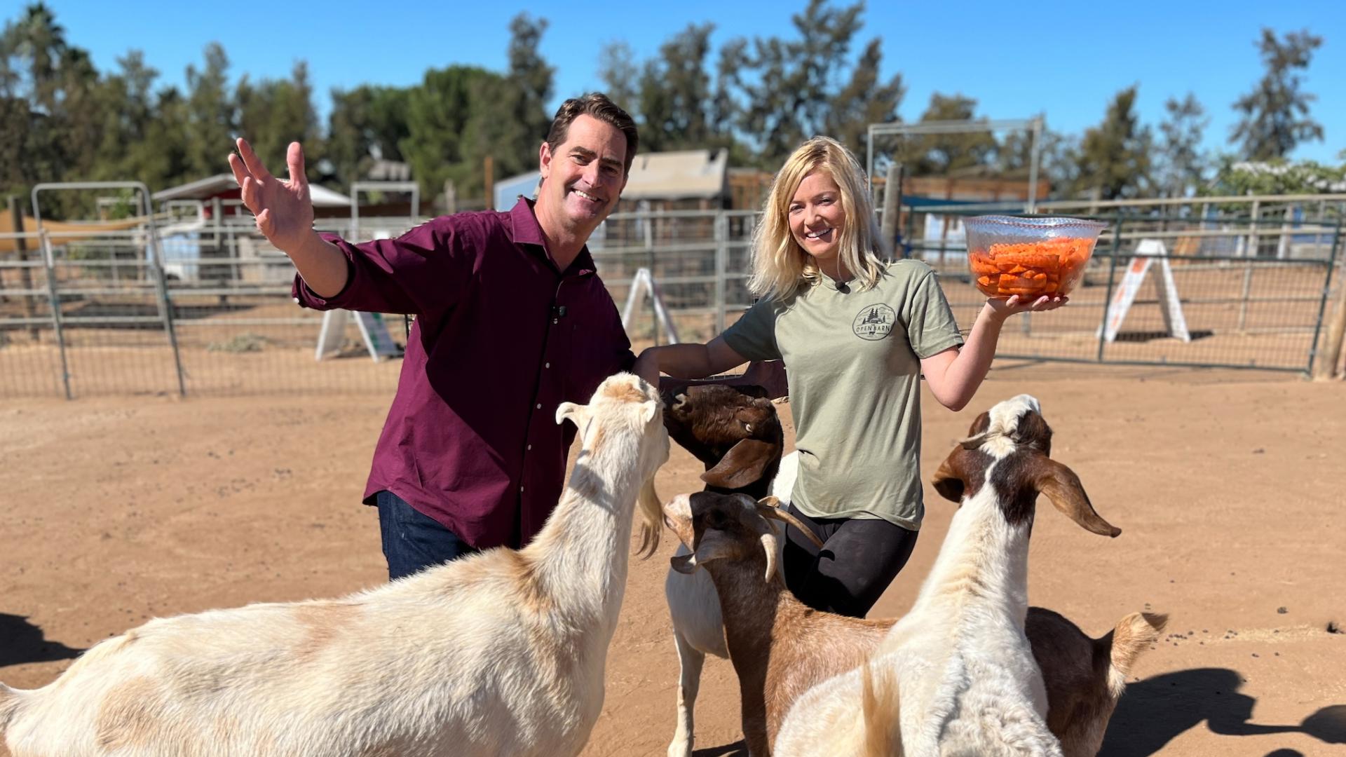 Animal shelter founded in 2020 recruiting volunteers to care for growing number of rescued animals.