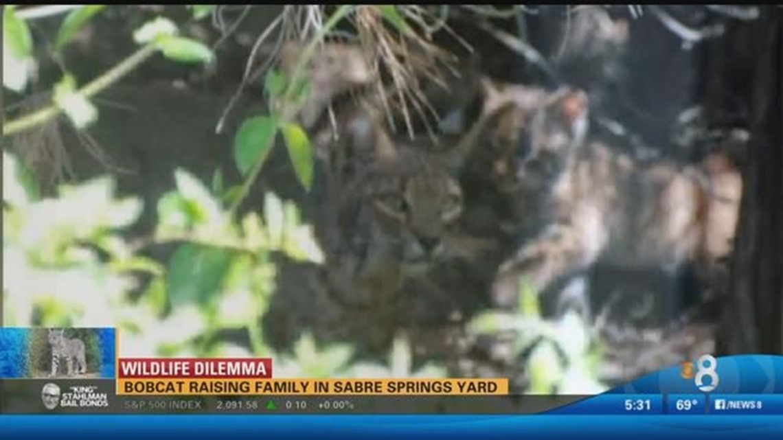 Bobcat raising family in Sabre Springs yard | cbs8.com