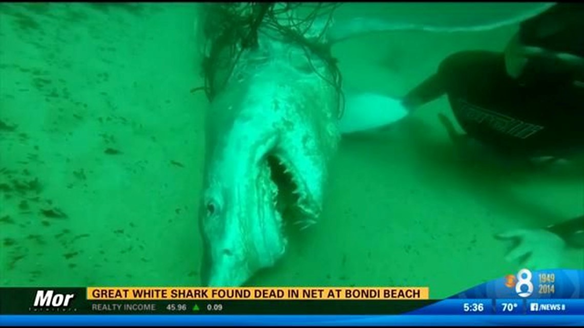 Great white shark found dead in net at Australian beach