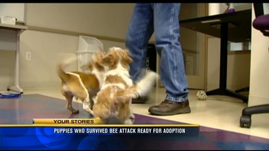 Puppies who survived bee attack ready for adoption