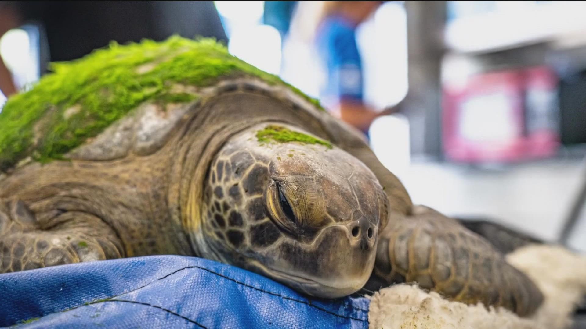 SeaWorld nursed the Green Sea Turtle back after rescuing it with a missing flipper.