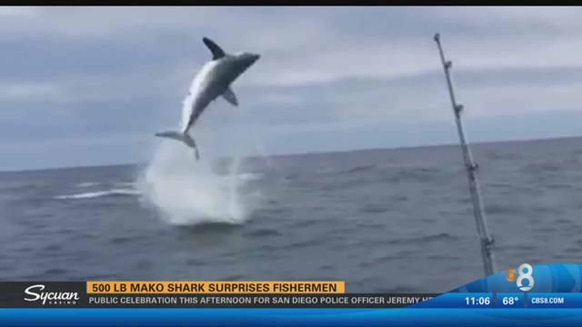 Mako Shark On the Fly - San Diego Salt Water Fishing