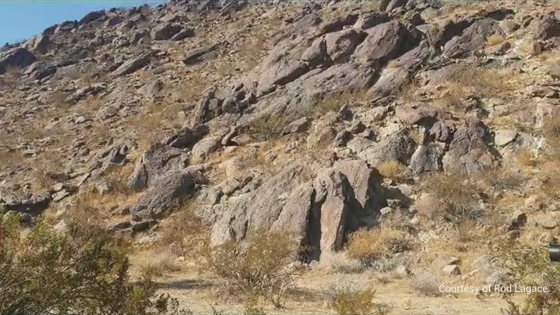 A man in the Palm Canyon area near Anza Borrego State Park captured stunning video of several bighorn sheep coming down from the mountains and sent them to News 8.
