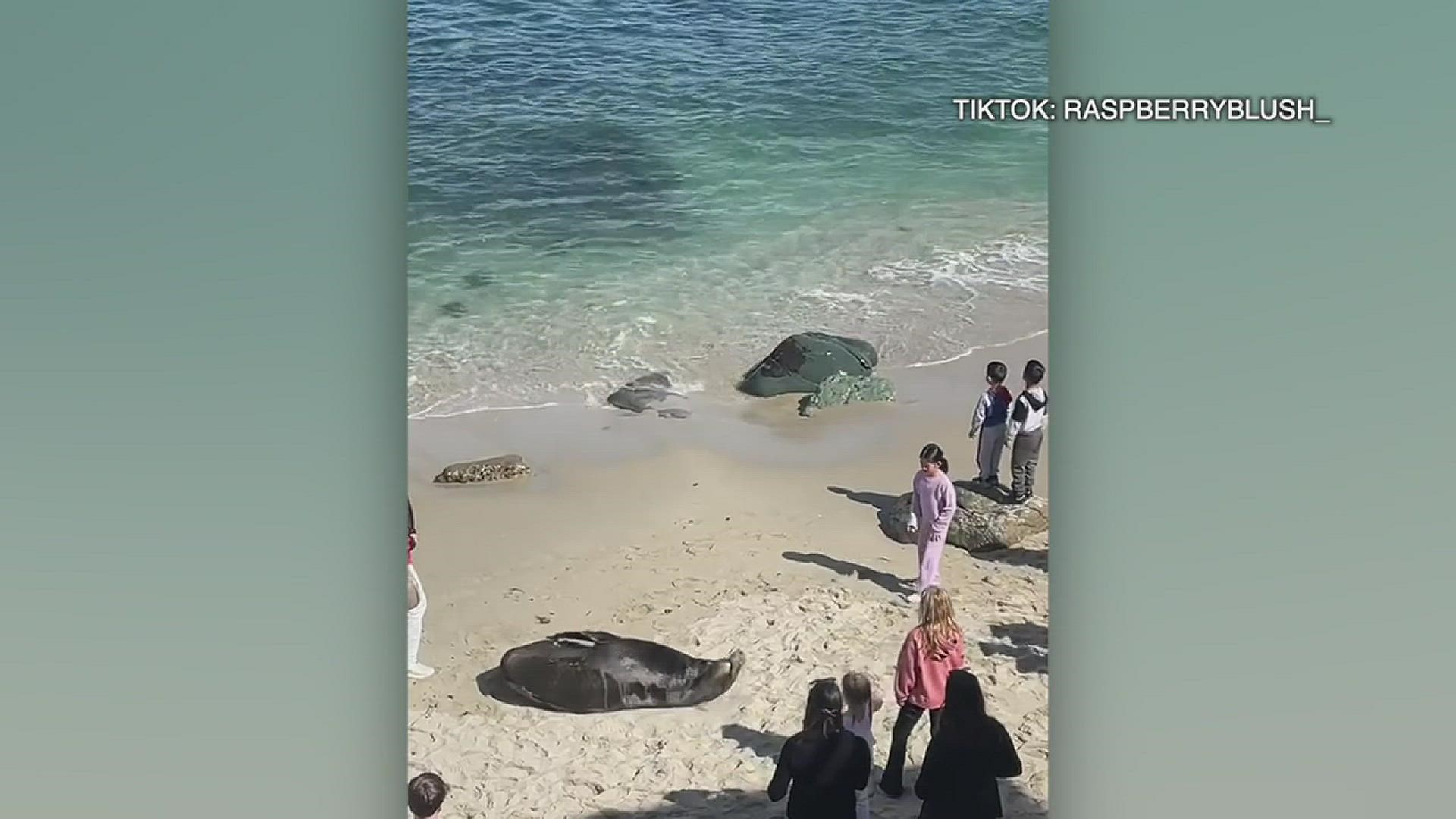 'Thanks, you can leave now' | San Diego lifeguard asks girl who stoned sea lion to leave beach.