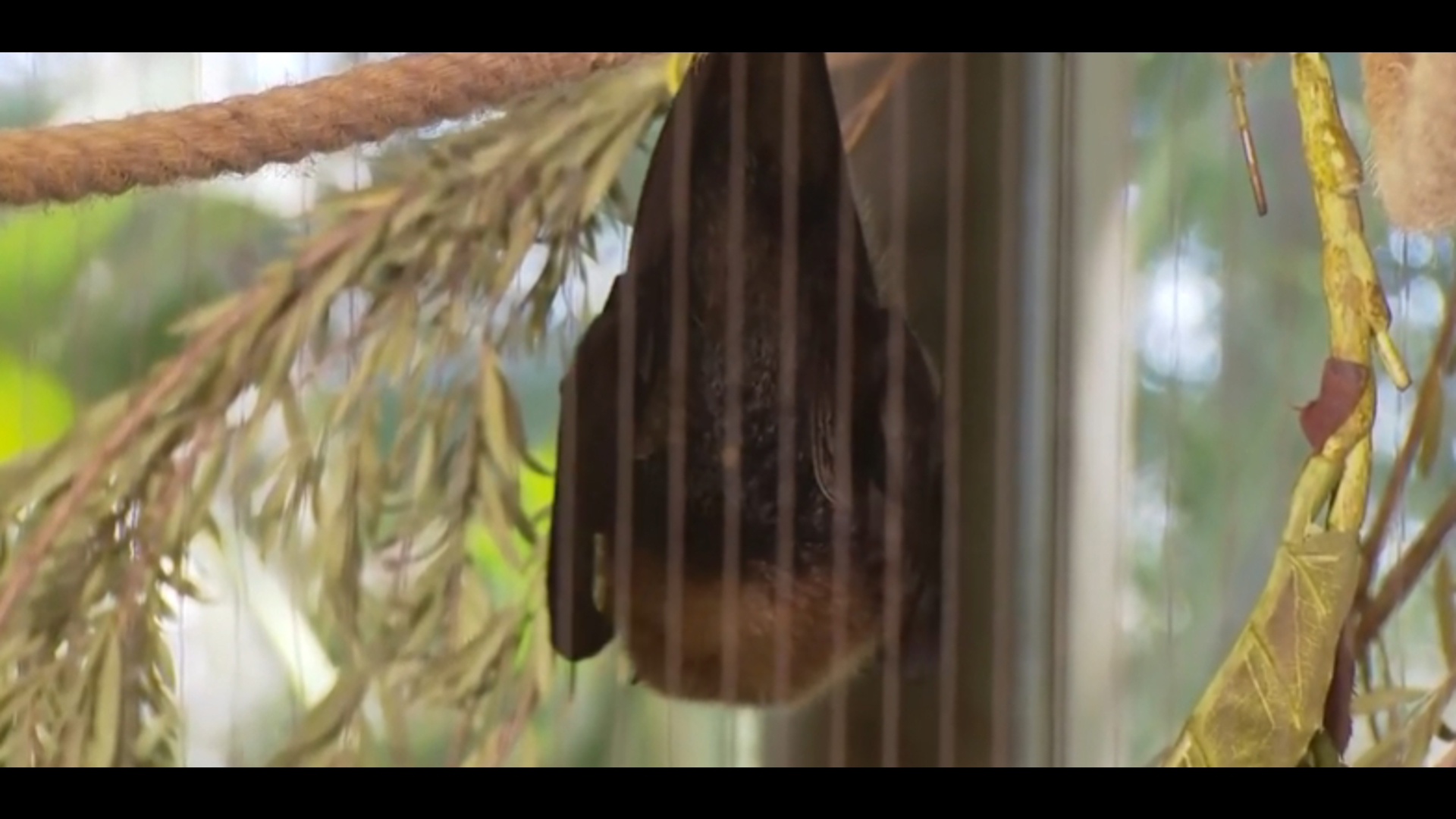 We headed out to the San Diego Zoo Safari Park to meet the Rodrigues fruit bat.